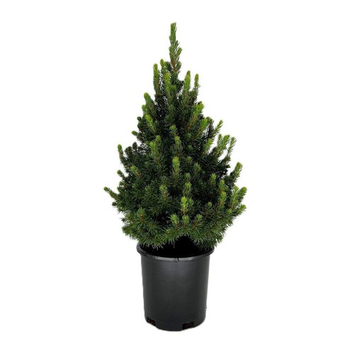 Dwarf alberta spruce - alberta,