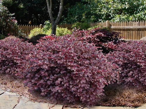 Daruma dwarf loropetalum - dwarf,
