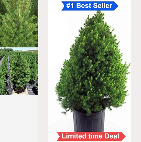 Dwarf alberta spruce shrub - dwarf,