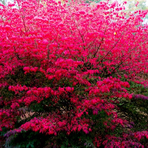 Dwarf burning bushes - dwarf,