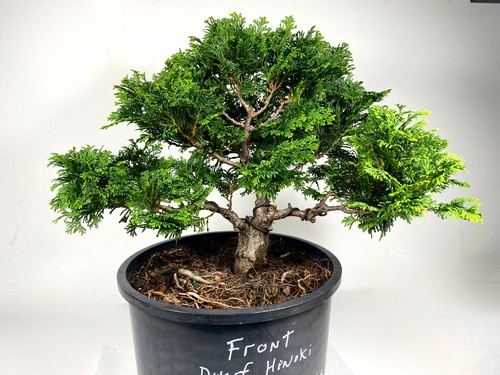 Dwarf hinoki cypress - dwarf,