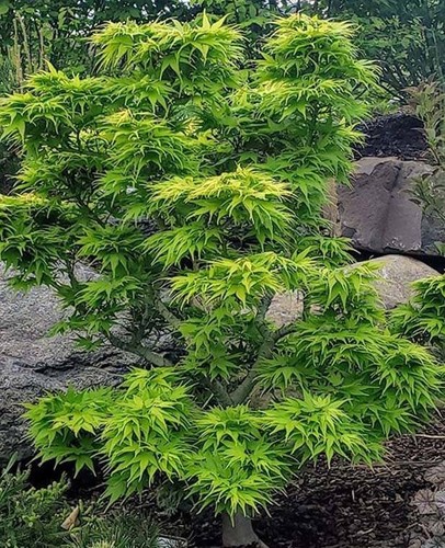 Mikawa yatsubusa dwarf - yatsubusa,
