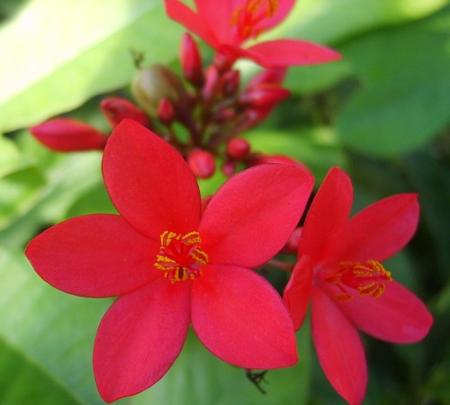 Red dwarf jatropha - red,