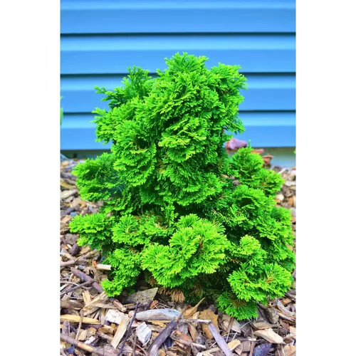Gal dwarf hinoki cypress - dwarf,