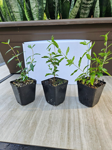 Pair dwarf pomegranate - pair, of
