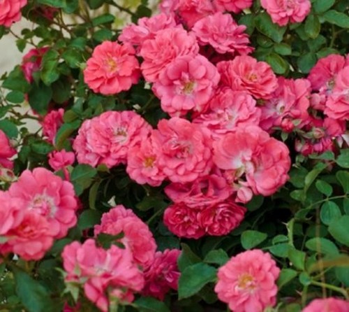 Coral drift groundcover - groundcover, rose
