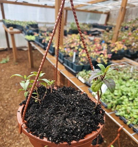 Hanging basket with - basket, 2