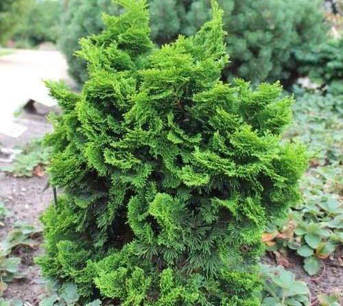 Dwarf hinoki cypress nana - cypress,