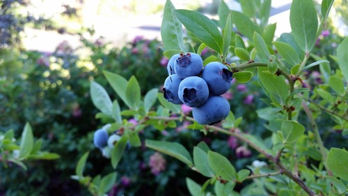 Mini blues dwarf blueberry - blues,