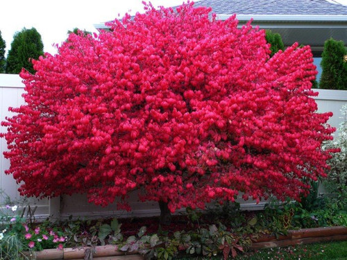 Dwarf burning bush - burning,