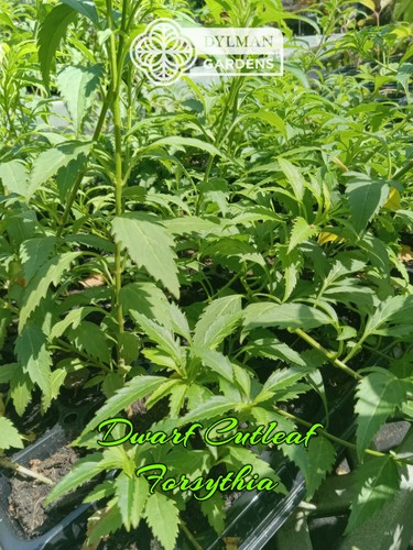 Dwarf cutleaf forsythia - dwarf,