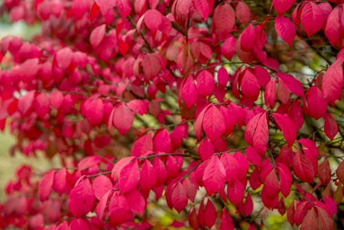 Burning bush shrub - burning, 1