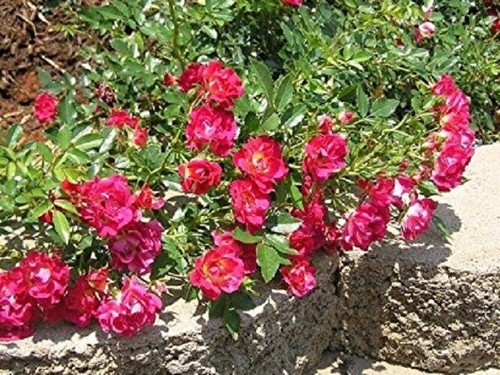 Red drift groundcover rose - red,
