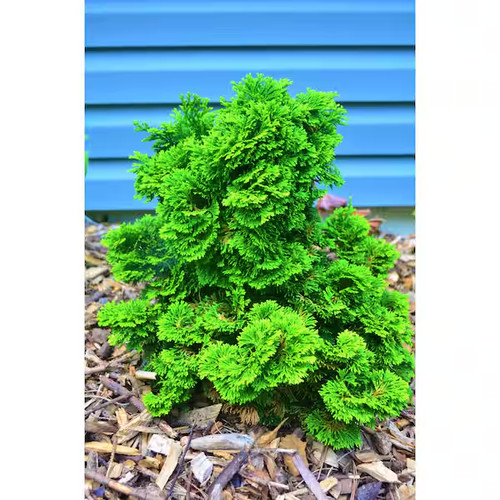 Gal dwarf hinoki cypress - 1,