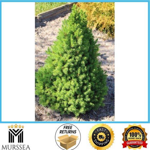 Gal dwarf alberta spruce - 1, gal.