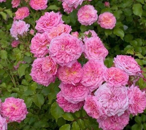 Sweet drift pink groundcover - sweet,