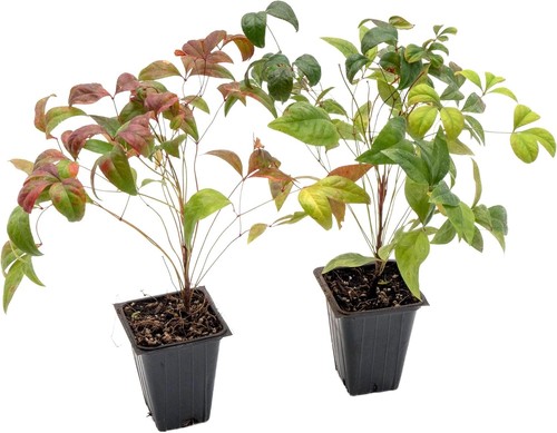 Fire power heavenly bamboo - 4,