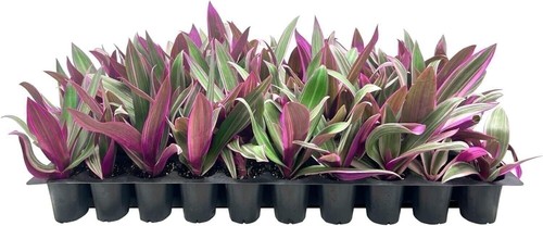 Tri color dwarf - plant, |