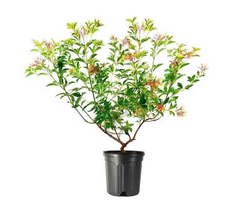 Firebush dwarf gallon - firebush, 3