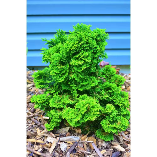Gal dwarf hinoki cypress - 1,