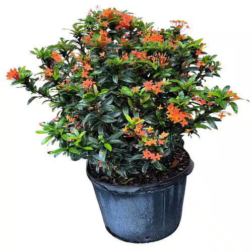 Gal dwarf red taiwanese - dwarf,