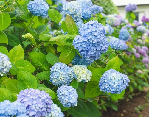 All summer beauty hydrangea - hydrangea,