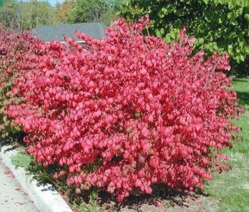 Euonymus dwarfs bushs burning - bushs,
